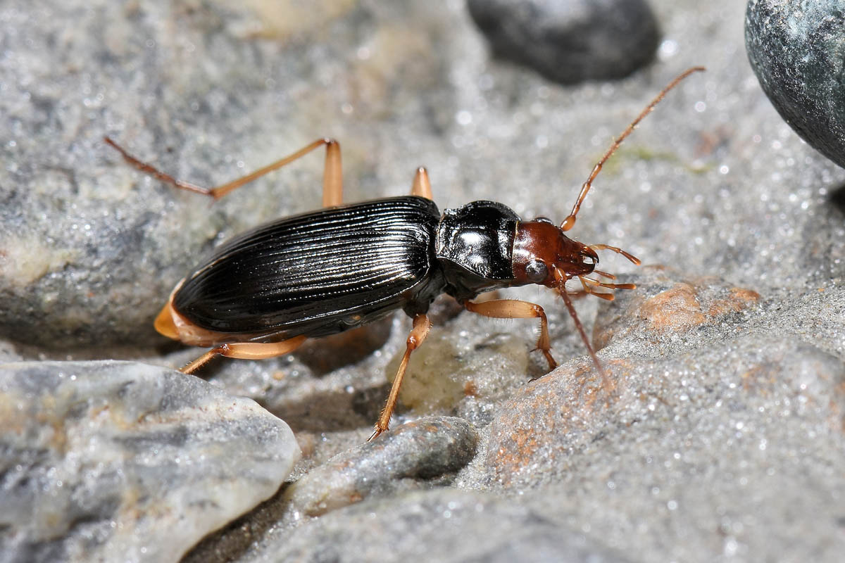 Avigliana, Lungo Dora: Carabidae lungo il fiume.